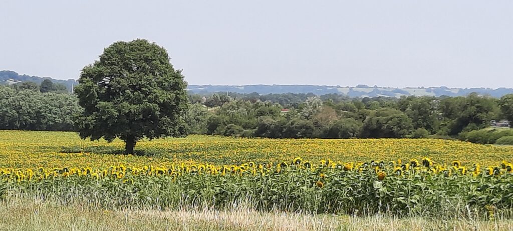 Franse zonnebloemen in een veld met 1 boom erin en ver uitzicht
