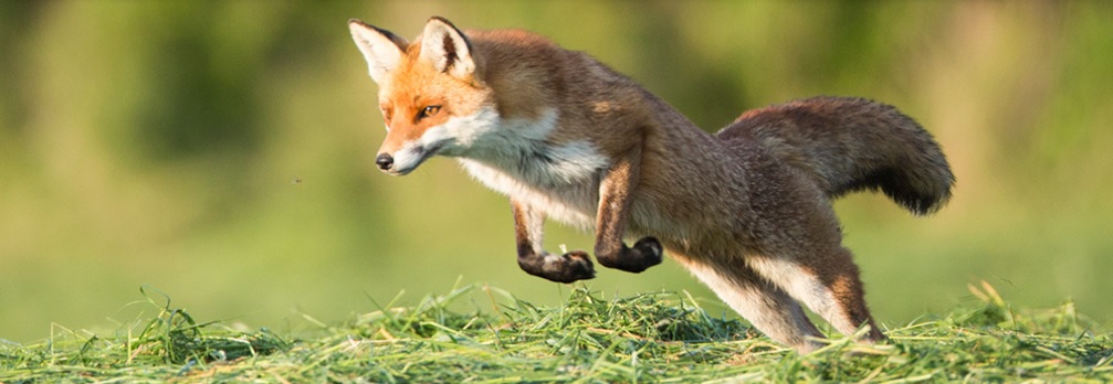 Jumping fox in Nature Parc Brenne