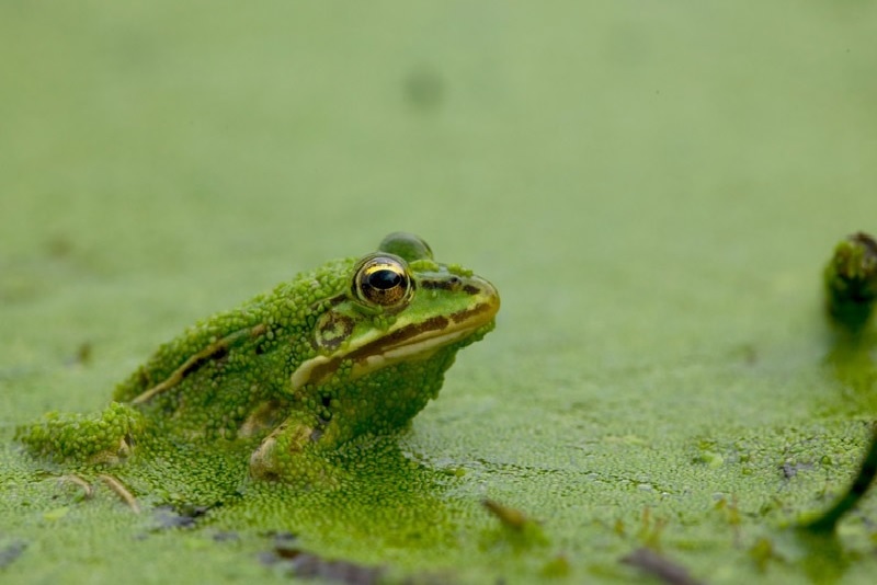 Green frog in one of the lakes in Nature Parc Brenne